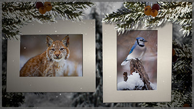 Winter Breeze Pack for Photopia