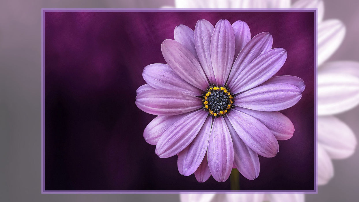 Essential Single Slide Style for Photopia