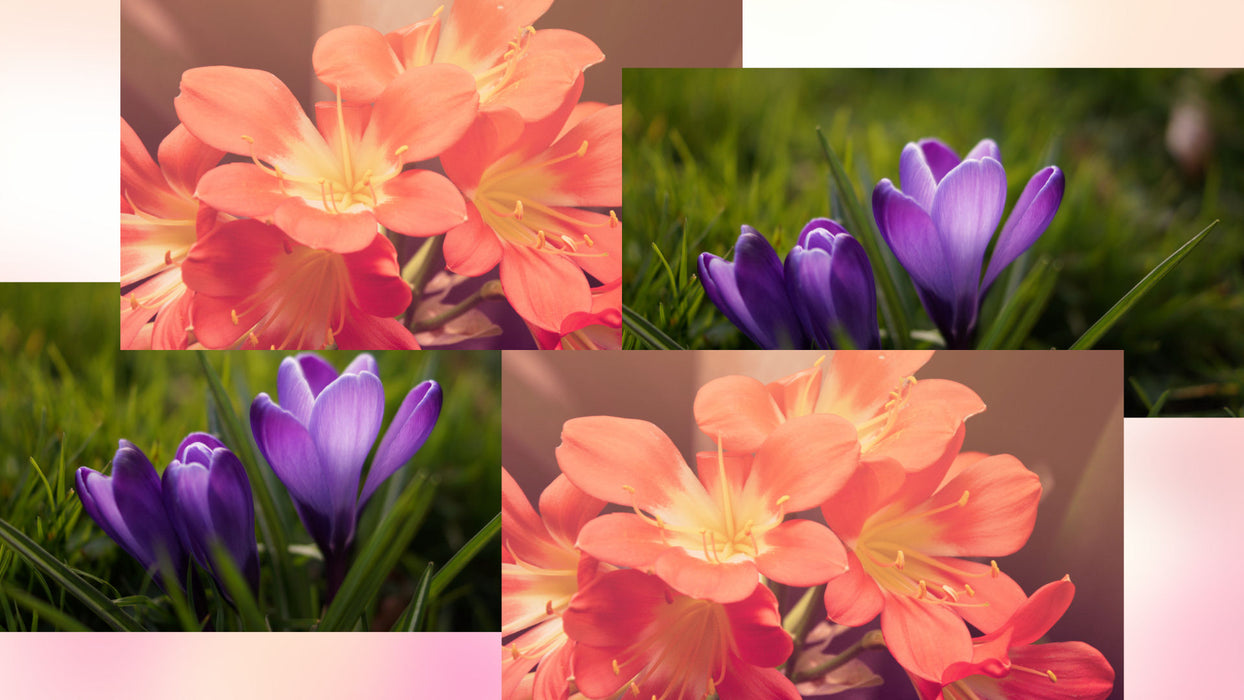Four Grid Transition