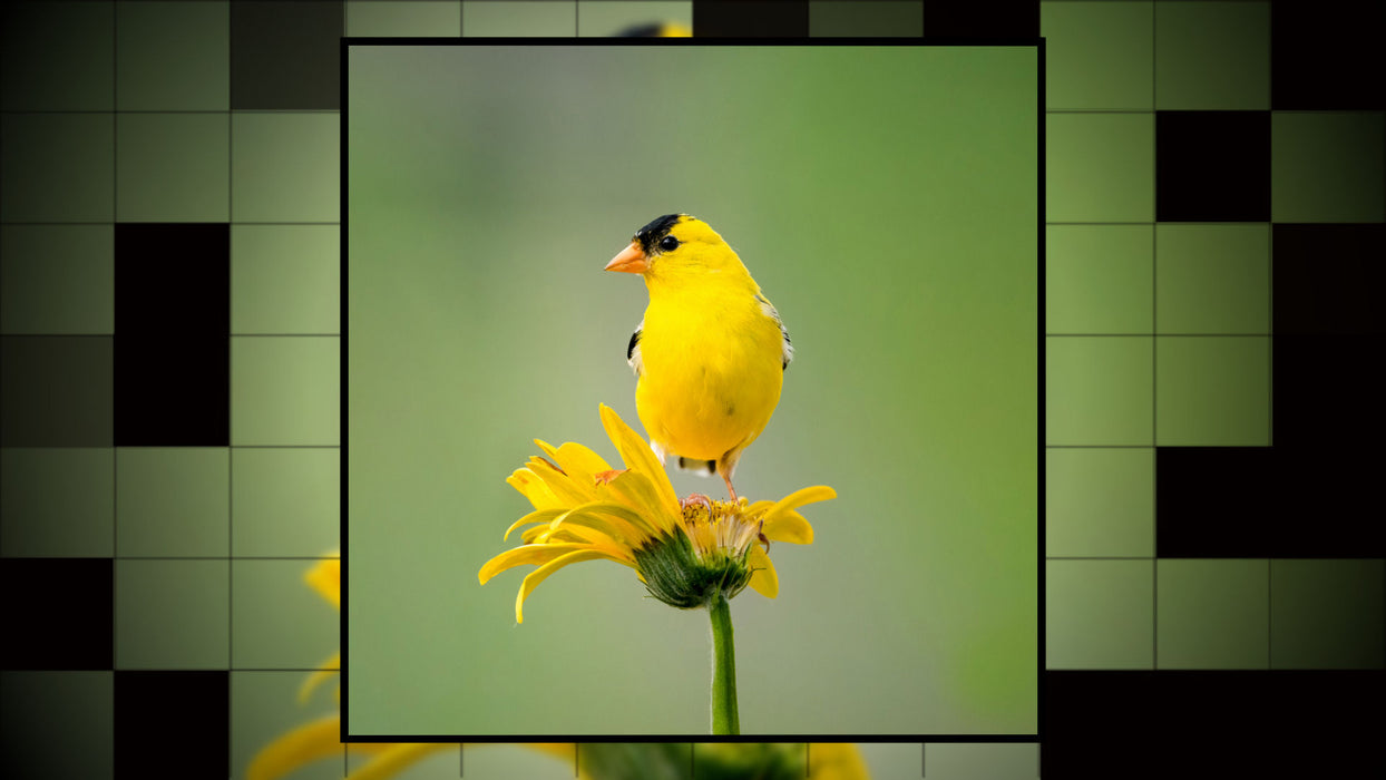 Grid Effect Pack for Photopia