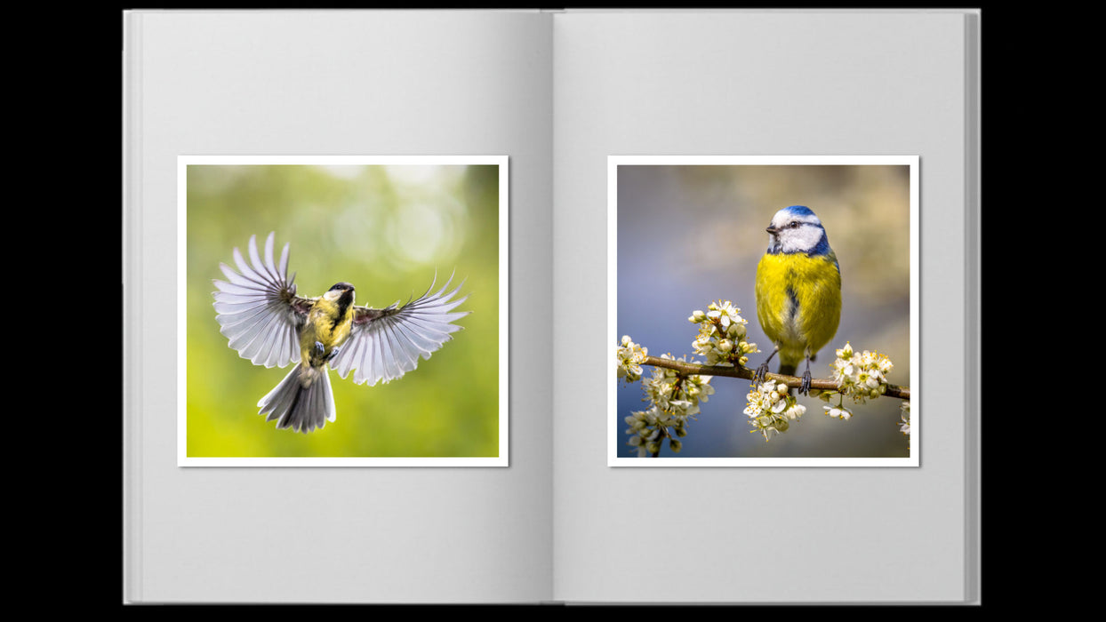 Simple Album Template, Styles and Transition for Photopia