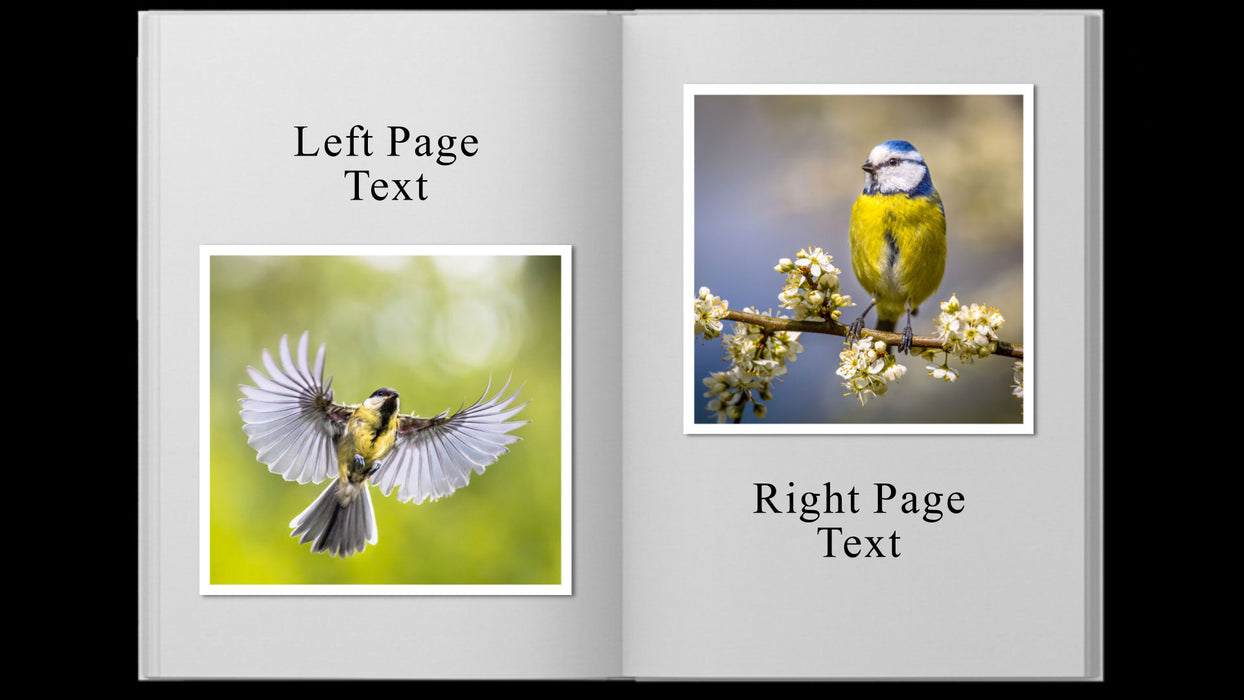 Simple Album Template, Styles and Transition for Photopia