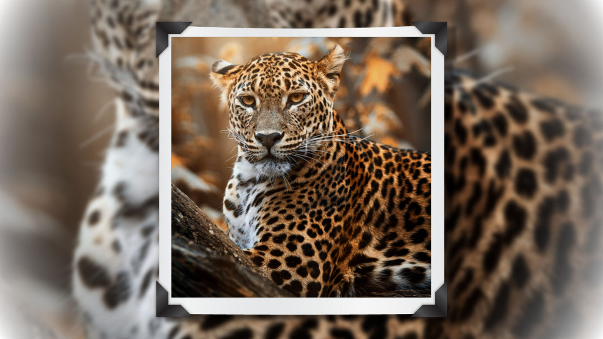 Simply Framed Template, Slide Styles, and Transitions