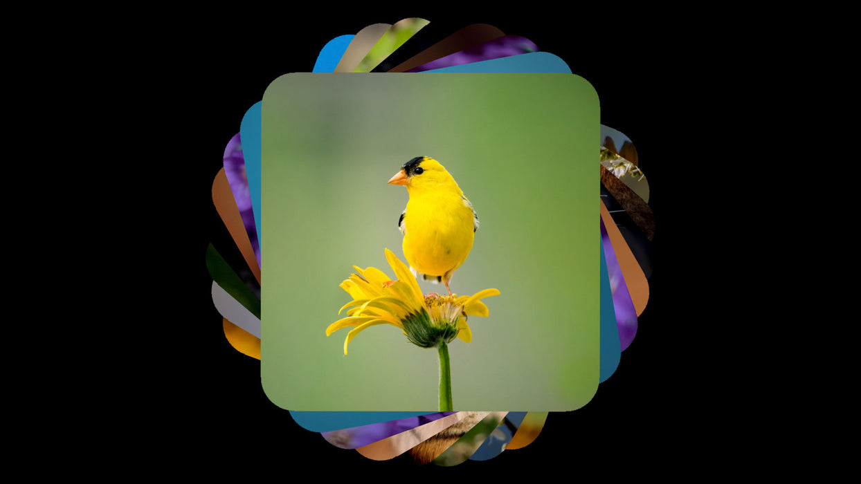 Stacked Template and Effects for Photopia