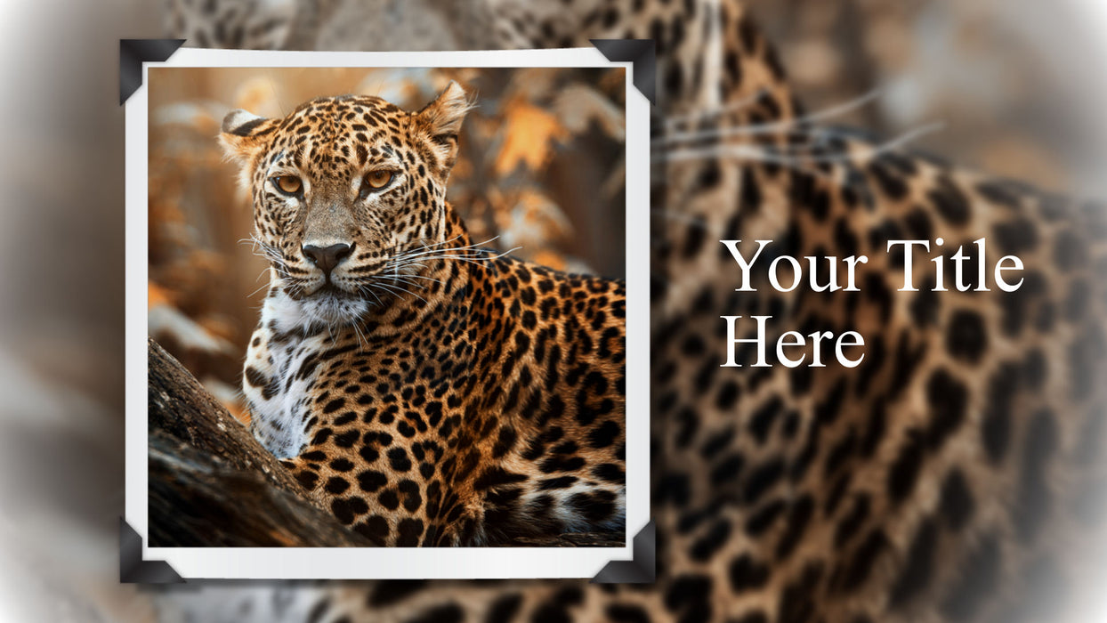 Simply Framed Template, Slide Styles, and Transitions
