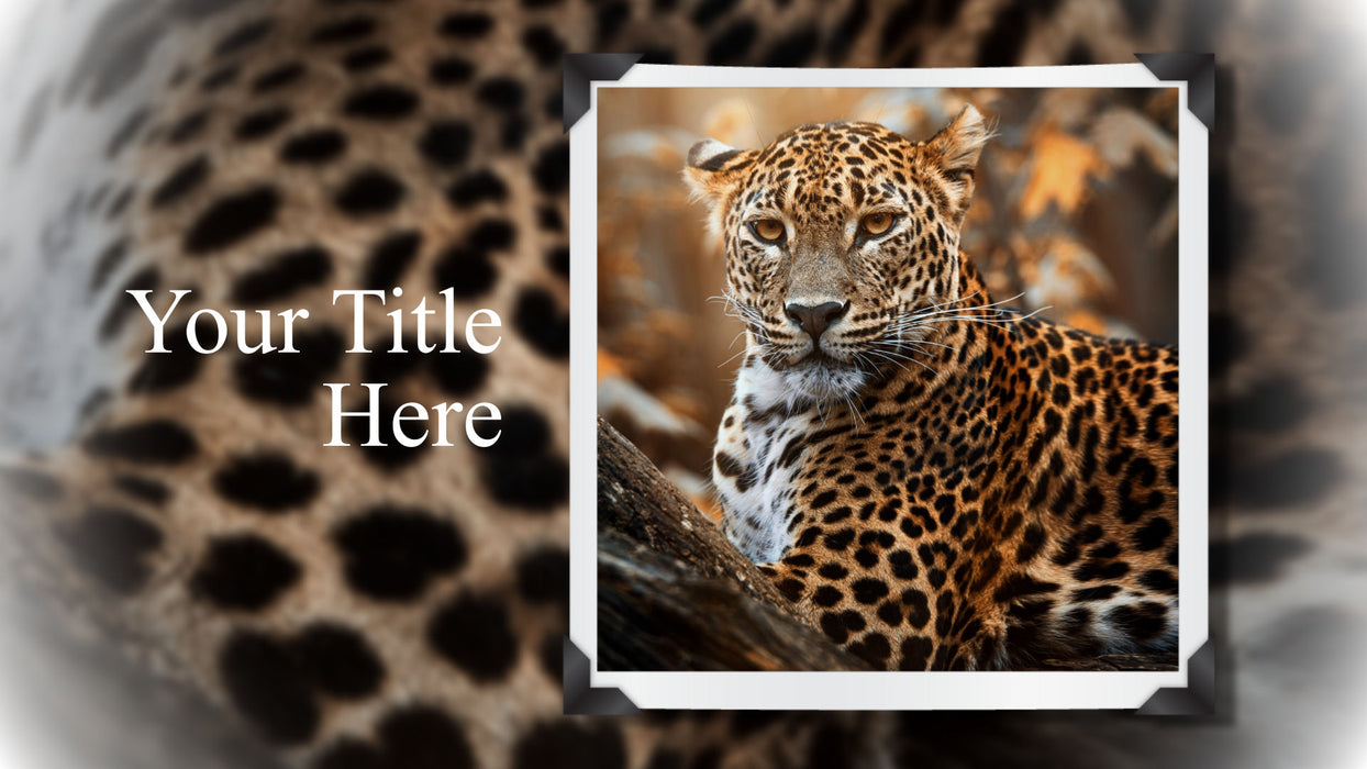 Simply Framed Template, Slide Styles, and Transitions