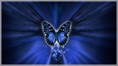 Blue Butterfly Transition