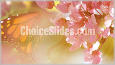 Butterfly N Bloom Background