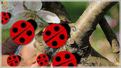 Ladybug Transitions